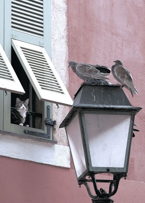 红牛二队以火焰横扫银箭，塞恩斯关键制胜，演绎F1赛场逆袭神话