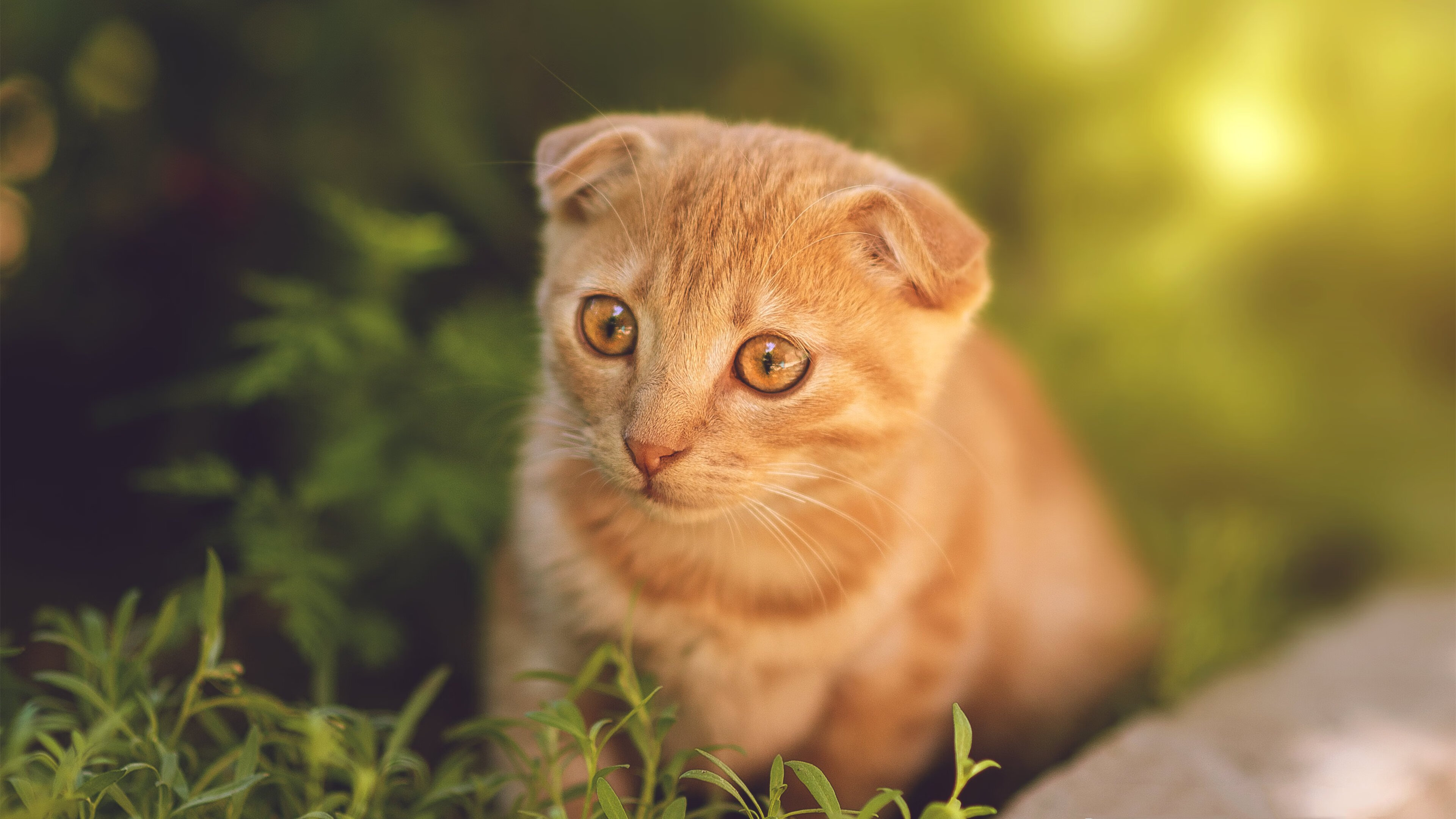 跨界统治，奥地利足球战术如何铸就奥纳纳的NBA季后赛传奇