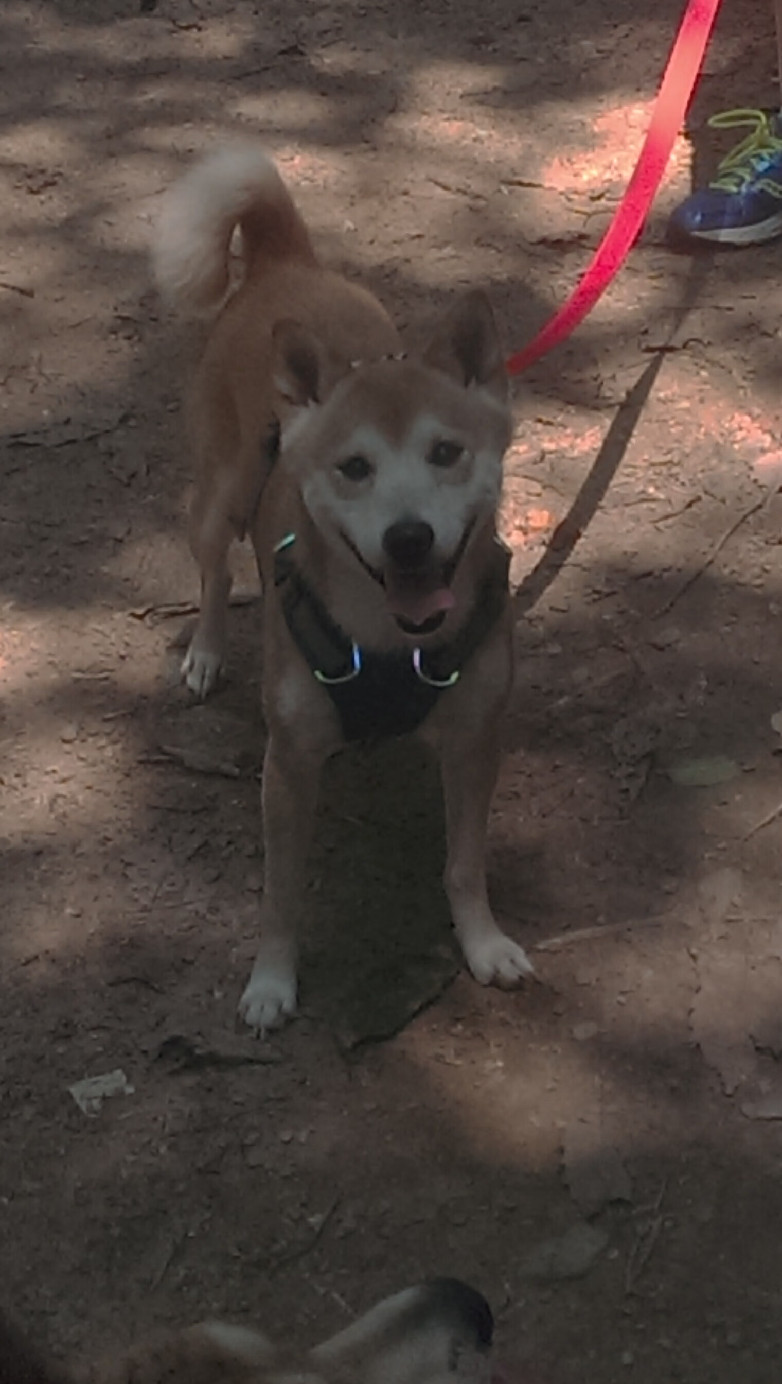 足球版西决生死战,拉齐奥惊天狂胜曼城,焦点之战震撼足坛