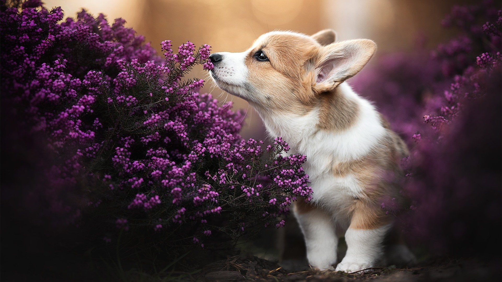 跨界风暴,当篮球智慧席卷绿茵场—几内亚淘汰尼斯的季后赛启示