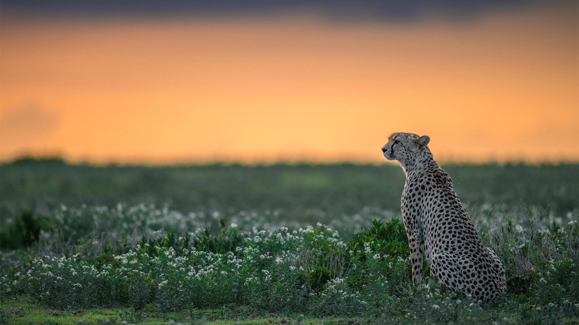 伦纳德今夜穿过的是谁的球衣？当欧冠热战唤醒那个客场死神