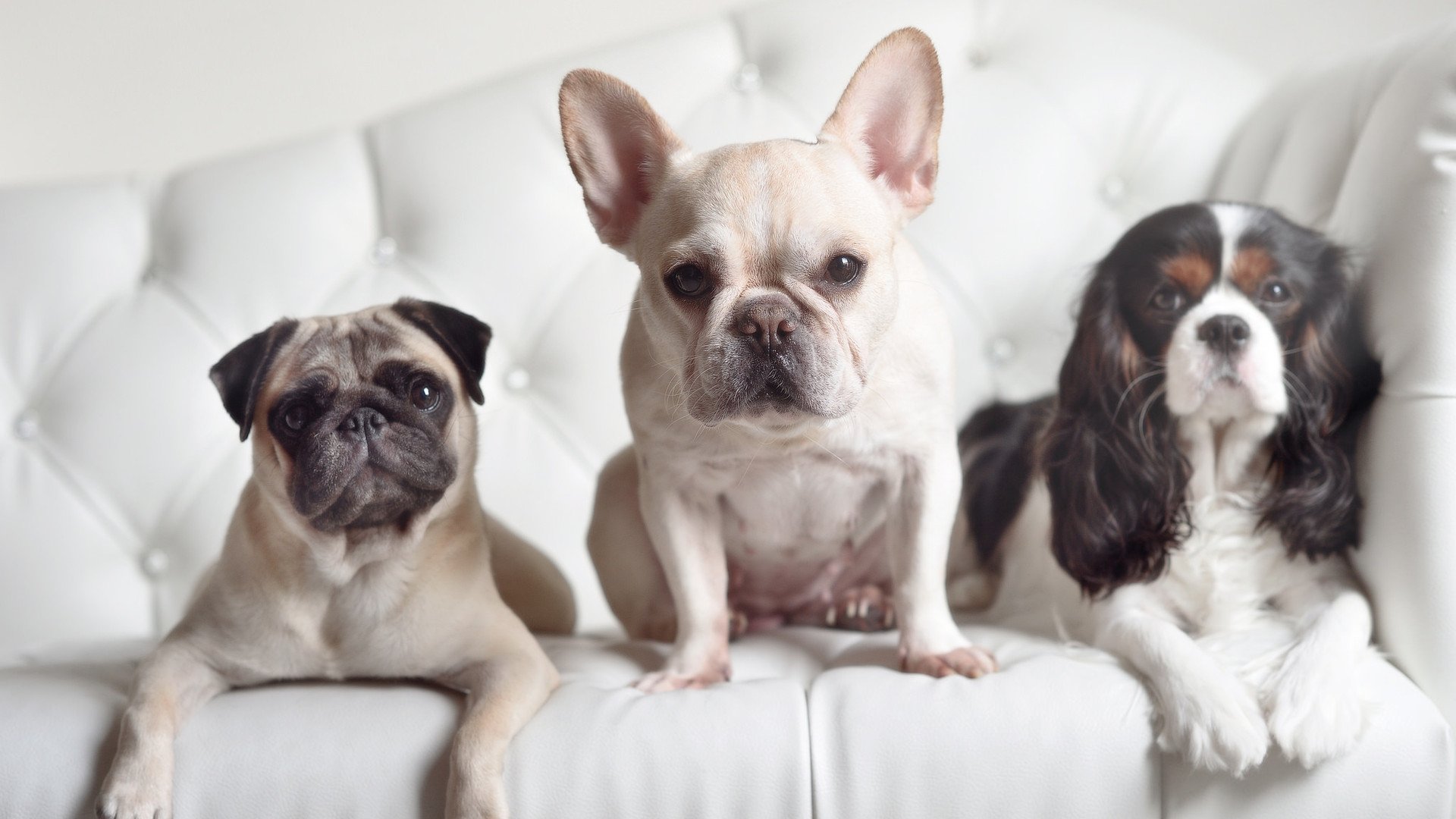 独木成林，布伦森单骑撕破防线，印第安纳末节风暴卷走快船