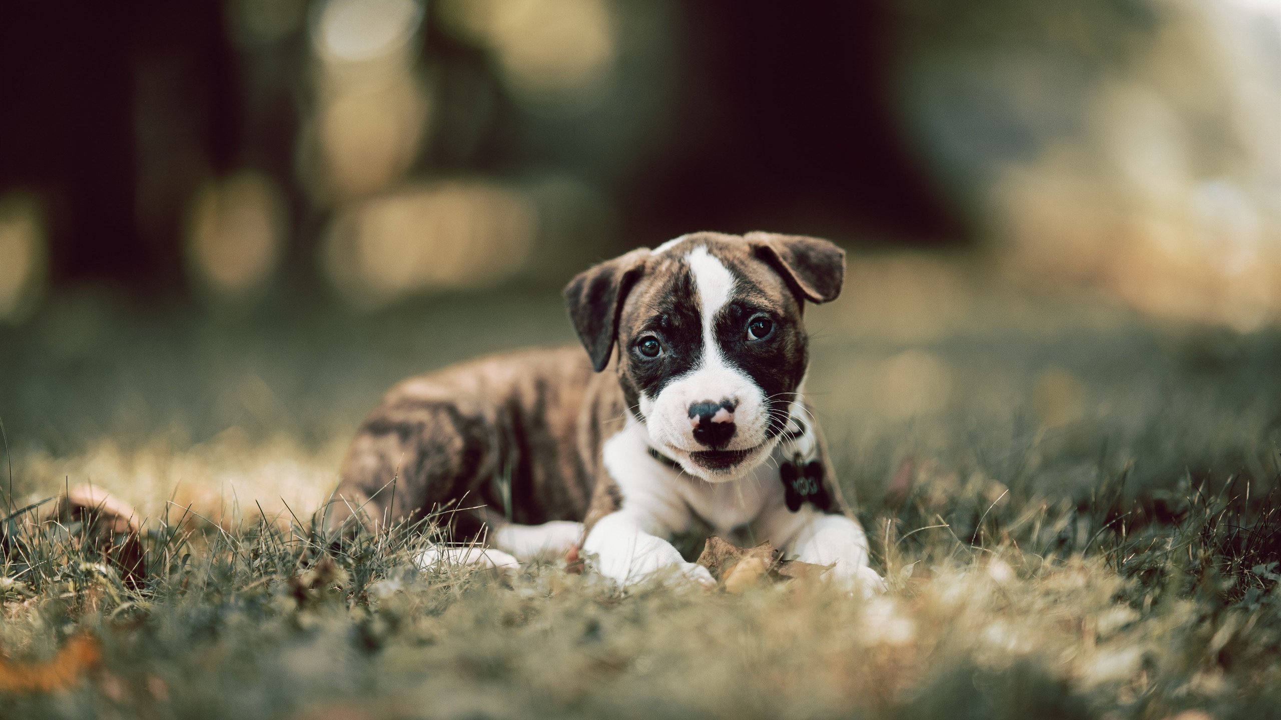 寂静球馆里的温度骤变，奥运周期关键战夜，一个微笑如何撬动天平当库里松开投篮键启动节奏算法，美国队找回了消失的呼吸