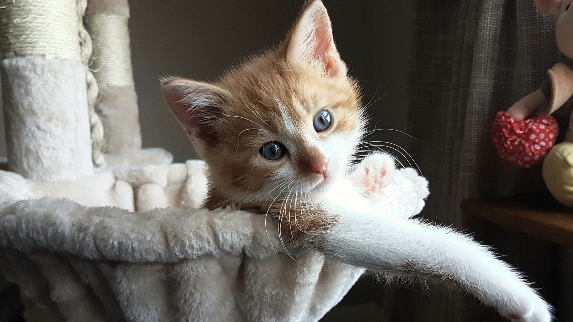 跨越半球的绿茵对话，新西兰血拼尼日利亚，若日尼奥化身和平钥匙