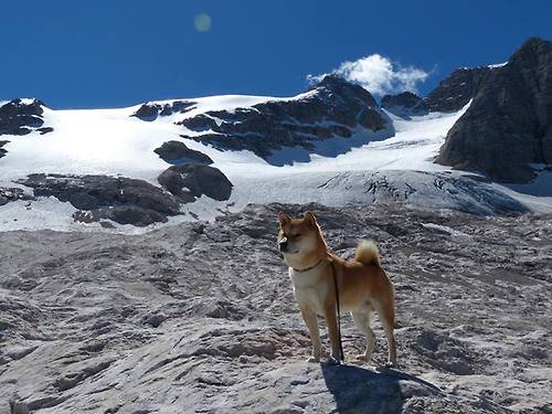 国王掀起战术风暴,霍勒迪成关键齿轮击沉鹈鹕