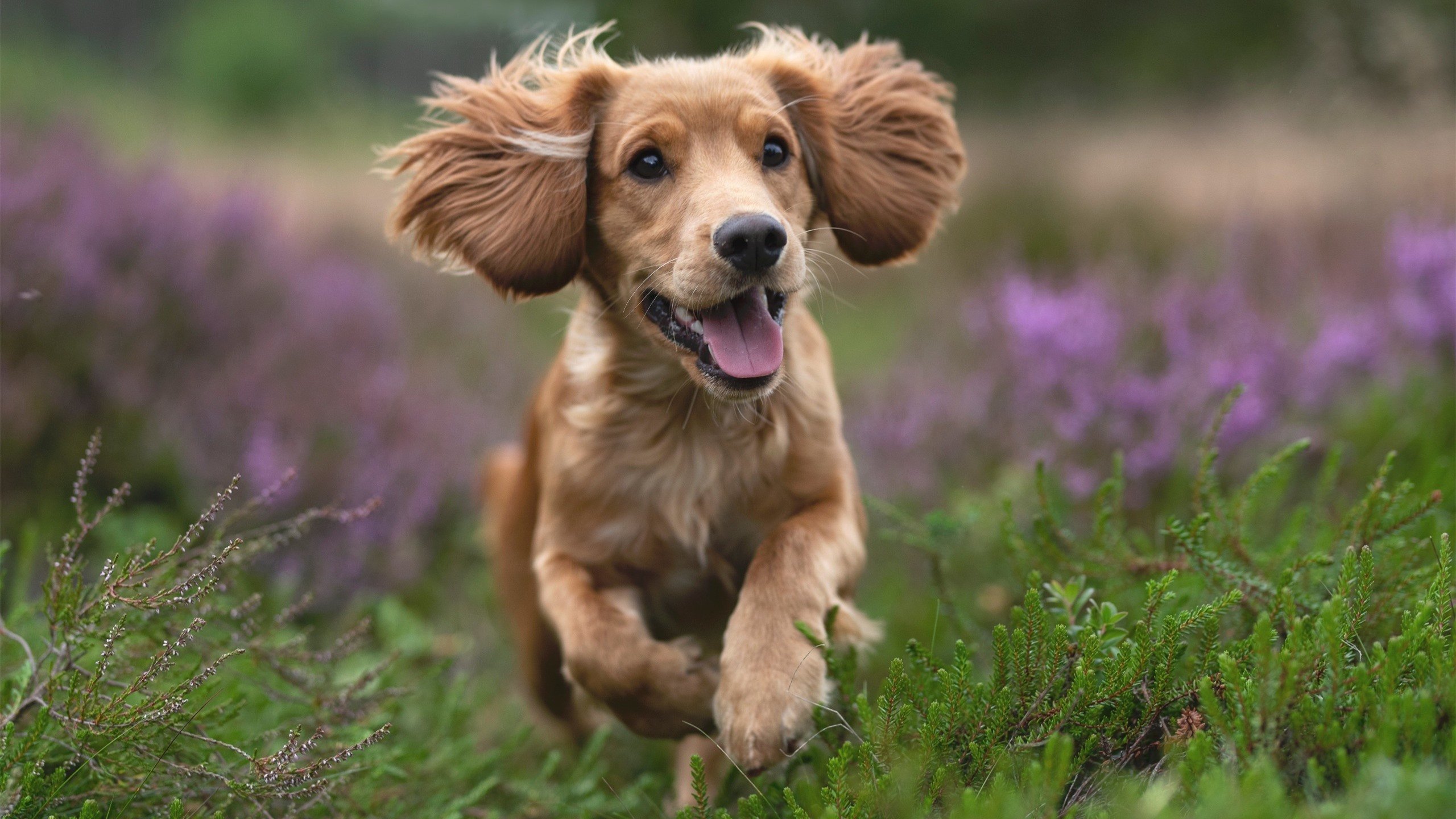 跨联赛唯一性对决,广东队轻取快船,德罗赞稳定输出不掉线