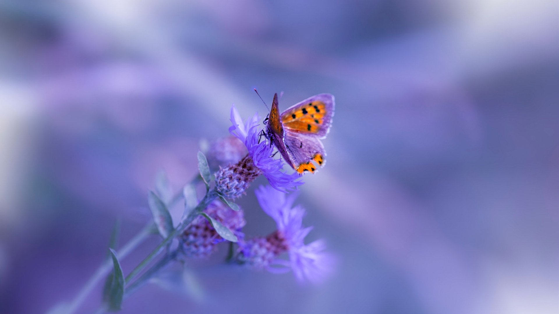 当拜仁开启碾压模式，加克波关键先生的炼成与沙特足球的尺度之痛