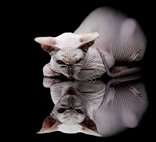 当足球巨星遇上沙漠雄鹰,亚洲体育的跨越式爆发