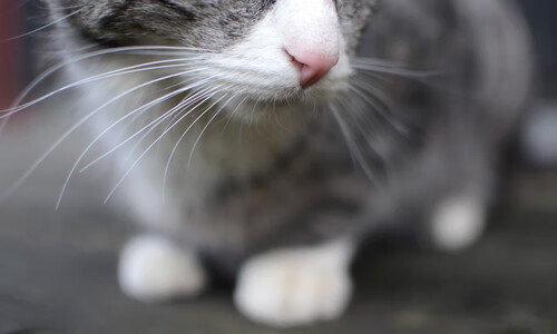 突尼斯对阵尼日利亚?不,这次头条属于证明自我的罗梅卢·卢卡库