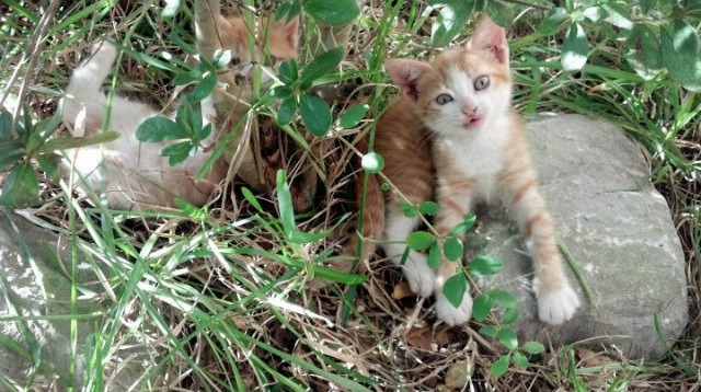 银河坠入网窝的轨迹，切特史诗般的十二分钟