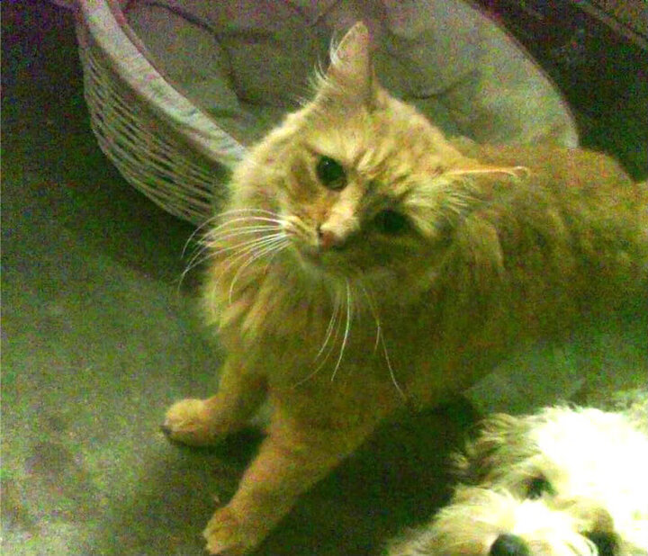 地理误读与绿茵对决,一场奥地利封锁澳大利亚式的英超焦点战